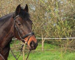 broodmare Baiocchi (German Riding Pony, 1994, from El Brillant)