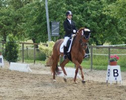 dressage horse Londongirl B (Hanoverian, 2004, from Londonderry)