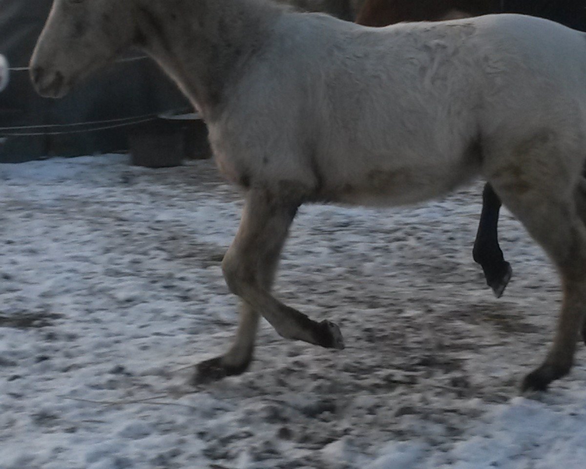 horse Devito (Knabstrupper, 2012)