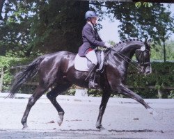 dressage horse Danny Royal (Hanoverian, 2004, from Dressage Royal)