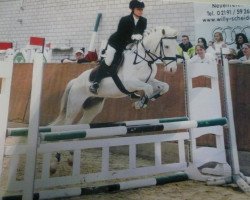 horse To much Tequila (German Riding Pony,  , from Top Non Stop)