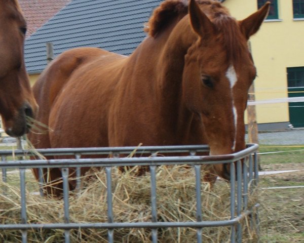 Zuchtstute Donnalottchen 2 (Hannoveraner, 2006, von Don Laurie 143 FIN)