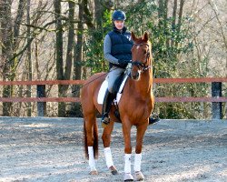 dressage horse Da Vinci (Hanoverian, 2010, from Desirao xx)