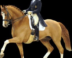 dressage horse Amüsant (Hanoverian, 1995, from Alabaster)