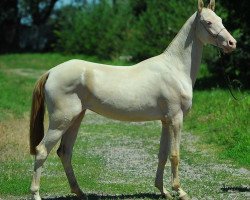 horse Samruk (Akhal-Teke, 2011, from Miras)