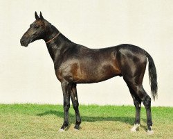 horse Garagunon (Akhal-Teke, 2009, from Gozgan)