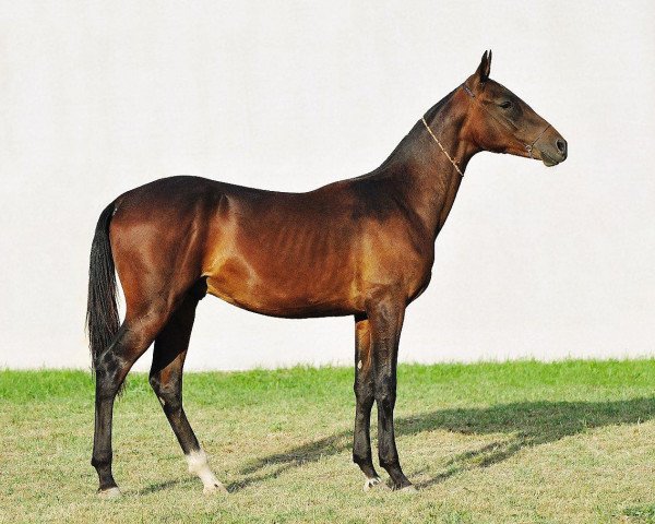 horse Asyl (Akhal-Teke, 2010, from Salyr)