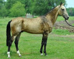 horse Tauro (Akhal-Teke, 2008, from Salyr)