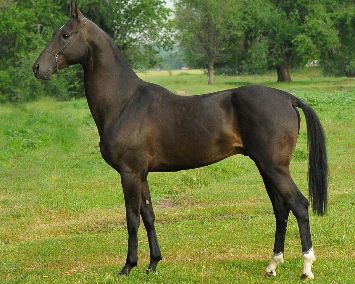 stallion Mersi (Akhal-Teke, 2006, from Salyr)