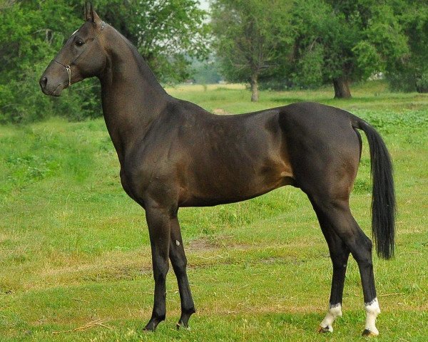 stallion Mersi (Akhal-Teke, 2006, from Salyr)