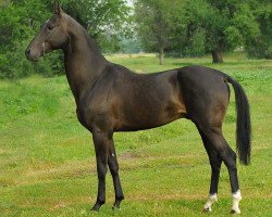 stallion Mersi (Akhal-Teke, 2006, from Salyr)