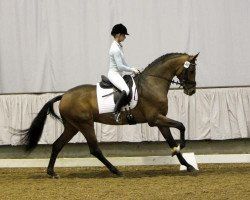 dressage horse Rockpalace (Westphalian, 2011, from Rock Forever NRW)