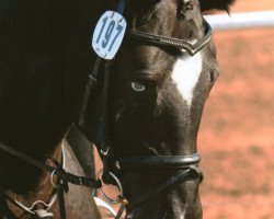 jumper Rock it Lady (Hanoverian, 2003, from Rotspon)