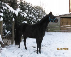 broodmare Leandra (Westphalian, 2002, from Leardo)