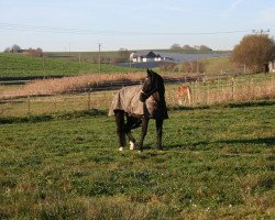 horse Lucky Luke 82 (Bavarian, 1992, from Louis J)