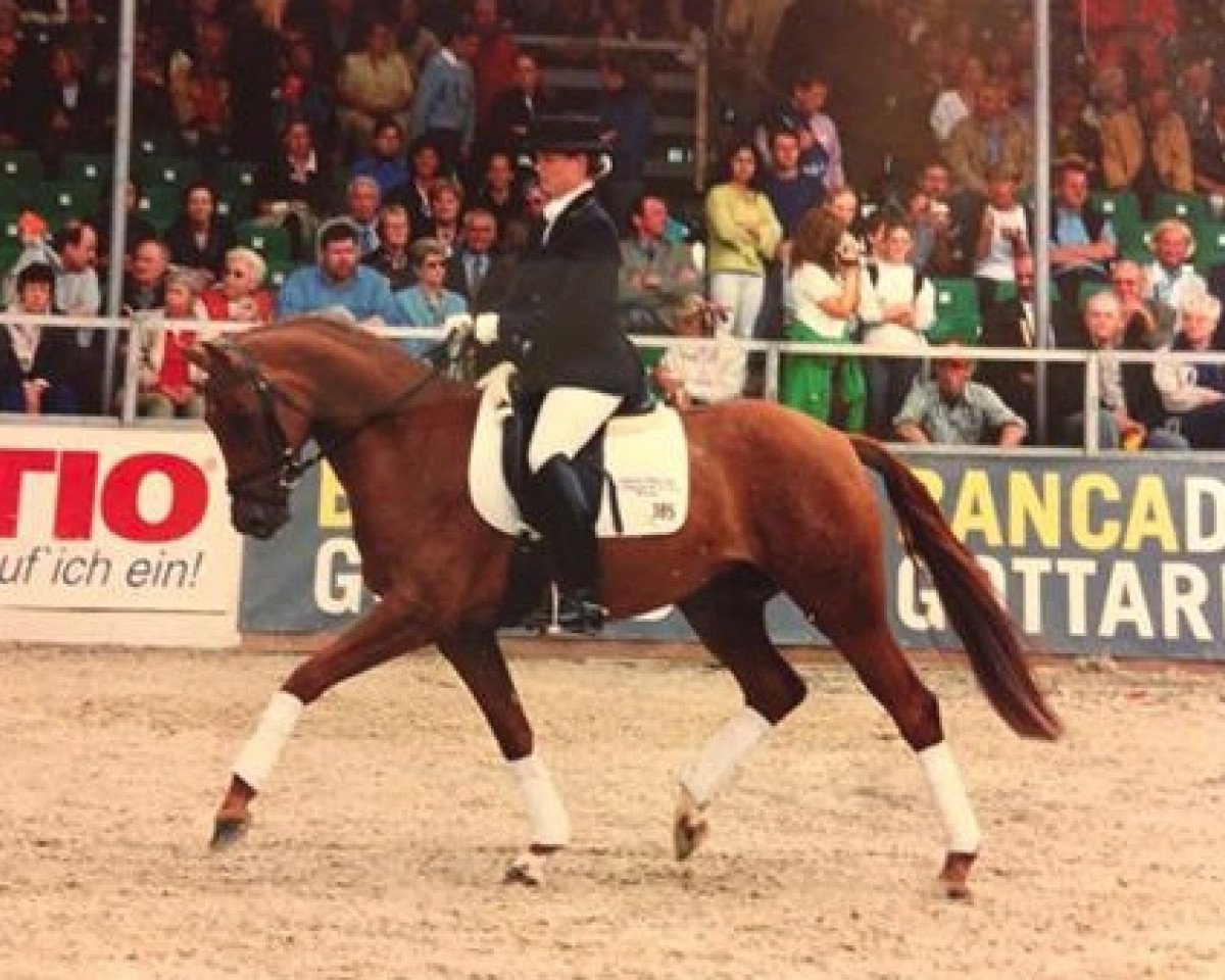 broodmare Fiderwind (Westphalian, 1998, from Fidermark)