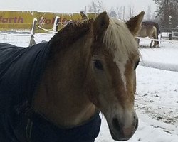 Pferd Steromatic (Haflinger, 1989, von Stesator)