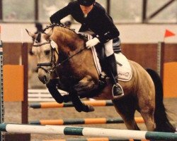 stallion Dear Max DSP (German Riding Pony, 2008, from Daydream)