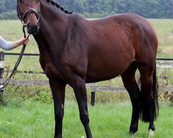 broodmare Escada ao Sol (Hanoverian, 2005)