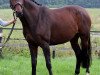 broodmare Escada ao Sol (Hanoverian, 2005)