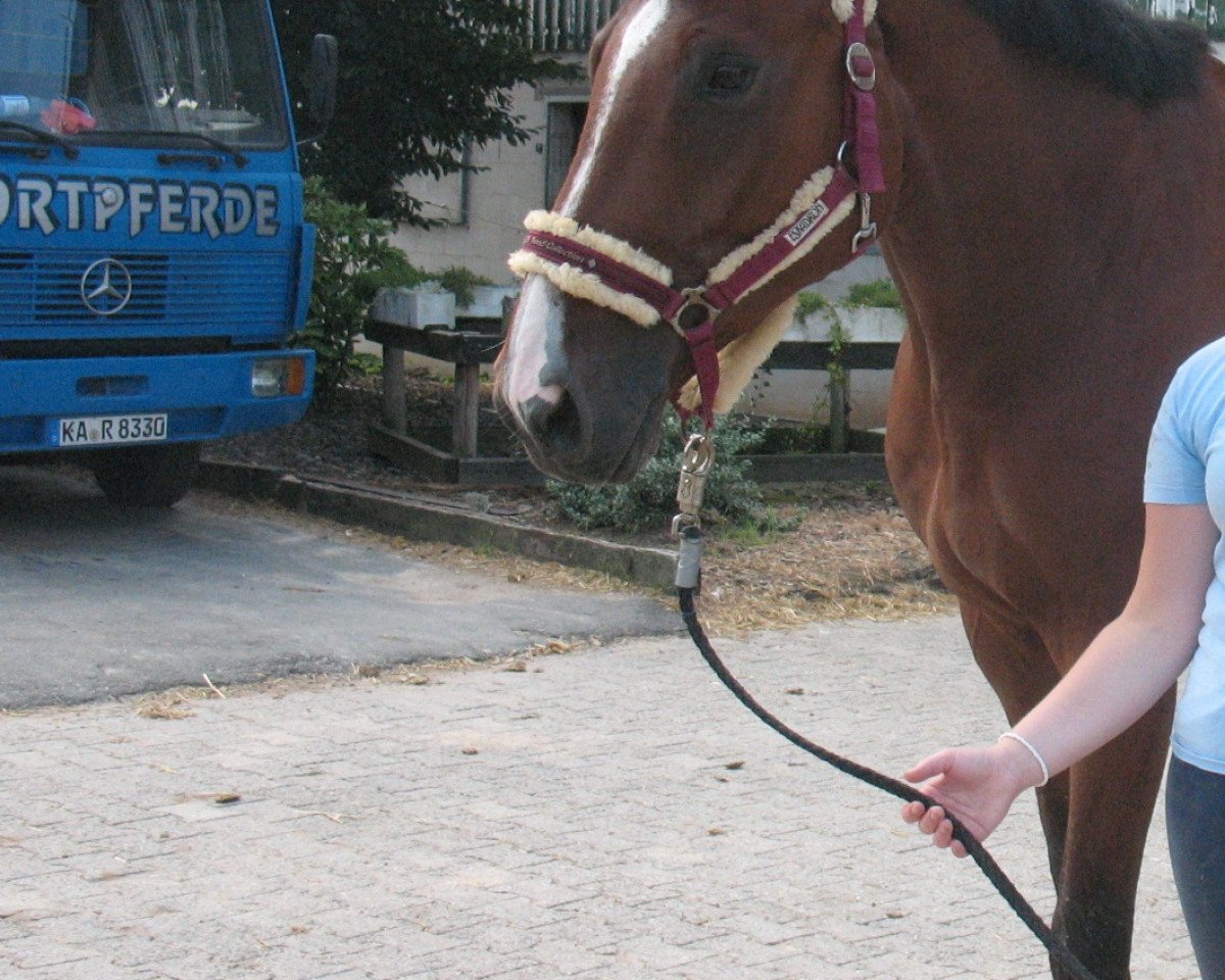 jumper Quick Time 3 (Hanoverian, 2007, from Quidam's Rubin)