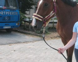 jumper Quick Time 3 (Hanoverian, 2007, from Quidam's Rubin)