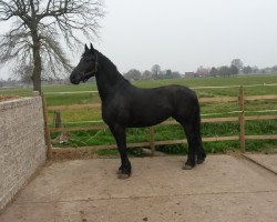 broodmare Zwaantje van Leepens (Friese, 2007, from Tsjitse 387)