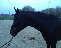 dressage horse Don Panamera (Hanoverian, 2008, from Don Frederico)