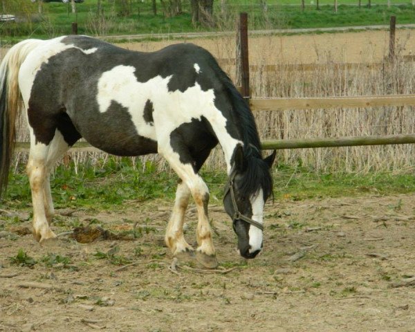 Pferd Johanna (Tinker / Irish Cob / Gypsy Vanner,  )