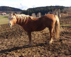 stallion Nautus (Haflinger, 1990, from Nadin)