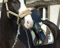 Springpferd Danilo de Luxe CH (Schweizer Warmblut, 2009, von De Niro)