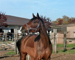 broodmare A Sunshine Day (Oldenburg, 2002, from Sunny-Boy)