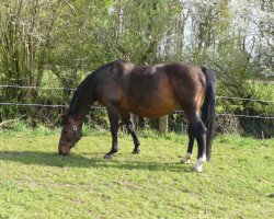 broodmare Silja 14 (Westphalian, 1999, from Sir Schölling)