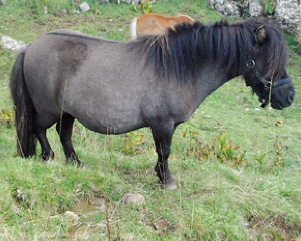 Zuchtstute Lille Rosendals Tatjana (Shetland Pony (unter 87 cm), 2001, von Grönkjaers Triumf)
