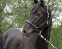 dressage horse Final Edition 3 (Hanoverian, 2009, from Fürst Nymphenburg)