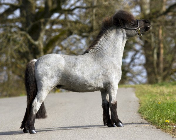 Zuchtstute Juvaltas Fabiola JH (Shetland Pony (unter 87 cm), 2012, von Crazy Colours Troll)