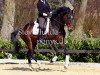 dressage horse Steverheides Ehrensache (Westphalian, 2005, from Ehrentusch)