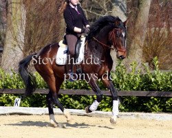 dressage horse Steverheides Ehrensache (Westphalian, 2005, from Ehrentusch)