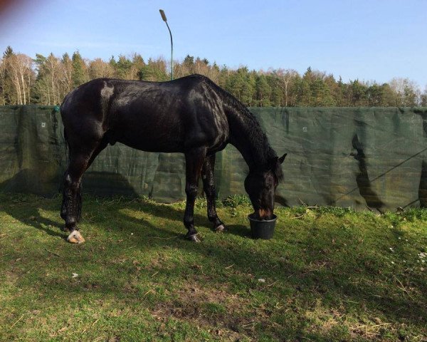 dressage horse Leonidas 114 (Austrian Warmblood, 2004, from Literat)