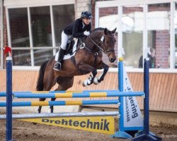 dressage horse Cara Mia Piccola (Westphalian, 2008, from Captain Fire)