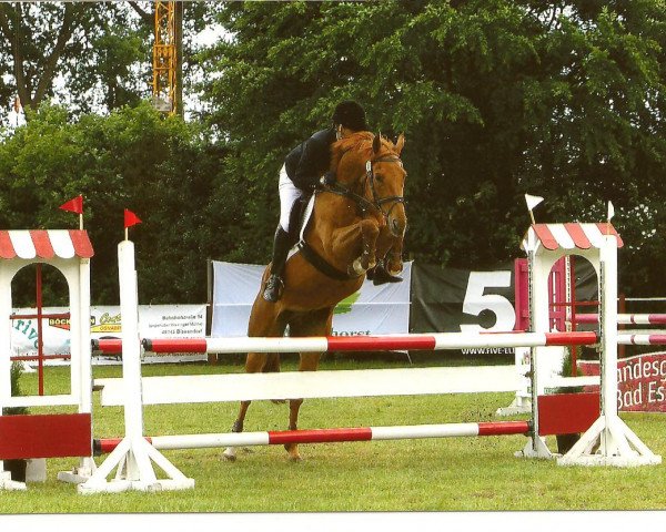 jumper Diamond Forest (Irish Sport Horse, 2002)