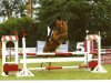 jumper Diamond Forest (Irish Sport Horse, 2002)