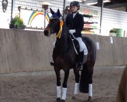 dressage horse Solanca (German Riding Pony, 2004, from Buenteeichen Cantango)