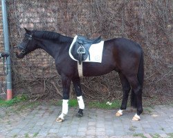 dressage horse Grandissimo (Hanoverian, 2010, from Goldfever II)