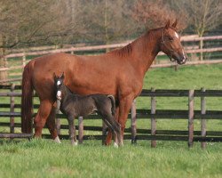 broodmare Pia Rossa (Westphalian, 2010, from Pacco II)