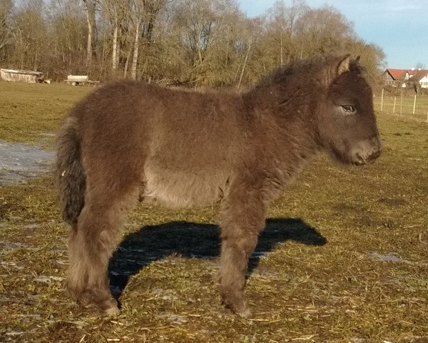 horse Falco vom Wertachtal (Dt.Part-bred Shetland pony, 2014, from Fabian)