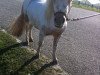 Dressurpferd LouLou (Nederlands Appaloosa Pony, 2012)