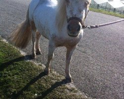 dressage horse LouLou (Nederlands Appaloosa Pony, 2012)