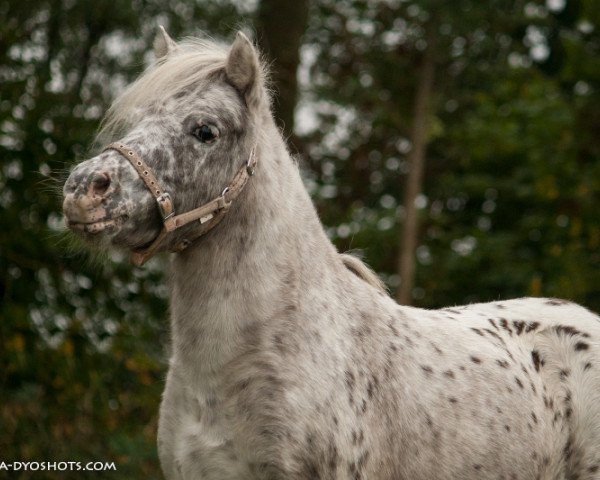 Zuchtstute Mamalou (Nederlands Appaloosa Pony, 2007)