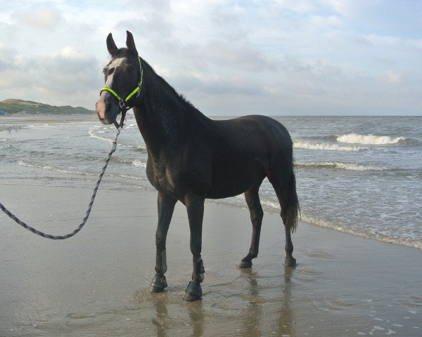 horse Kentley (KWPN (Royal Dutch Sporthorse), 1992, from Bentley)